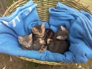 3chatons